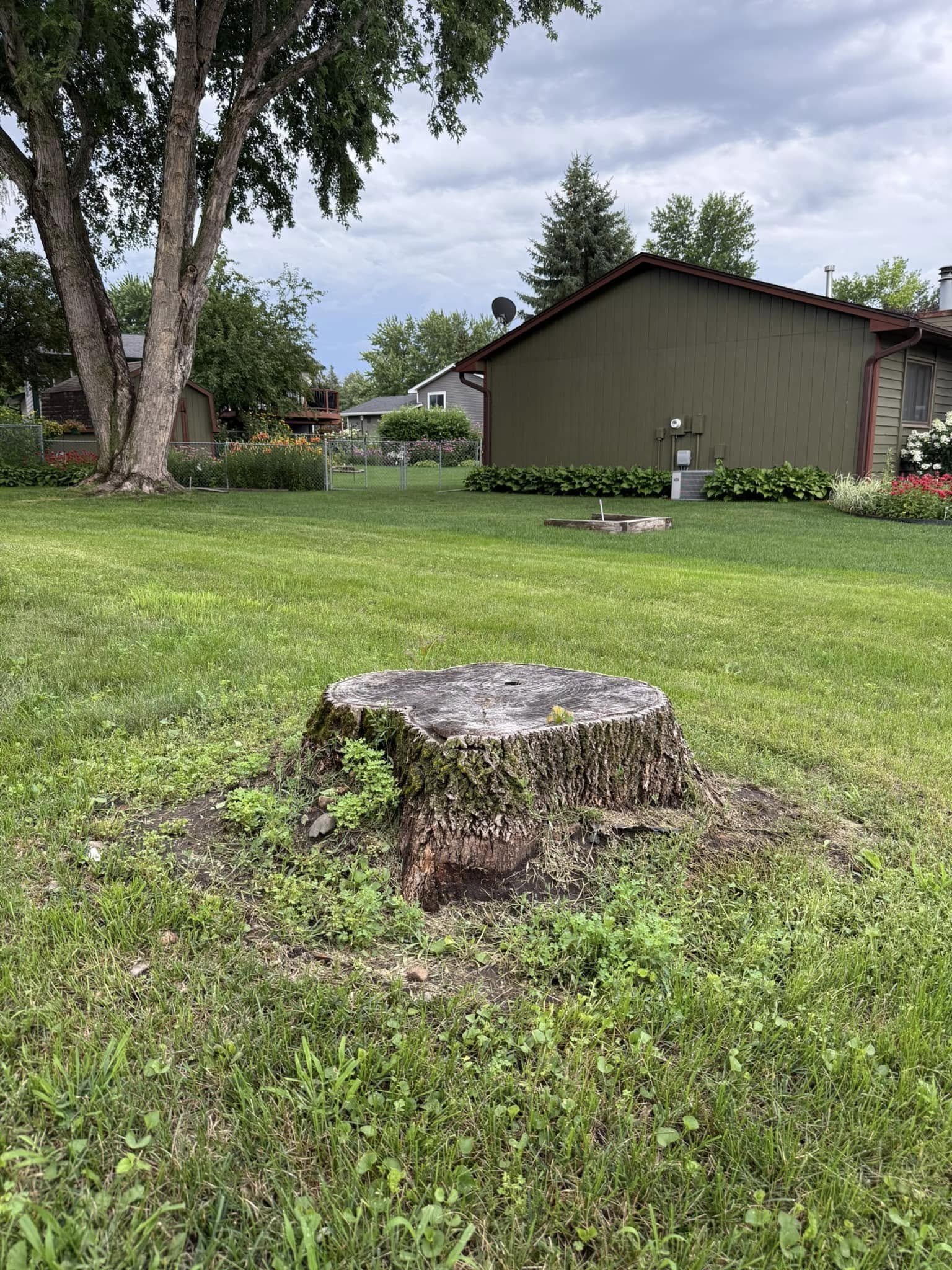 Before stump grinding — old weathered stump in residential backyard, Minnesota