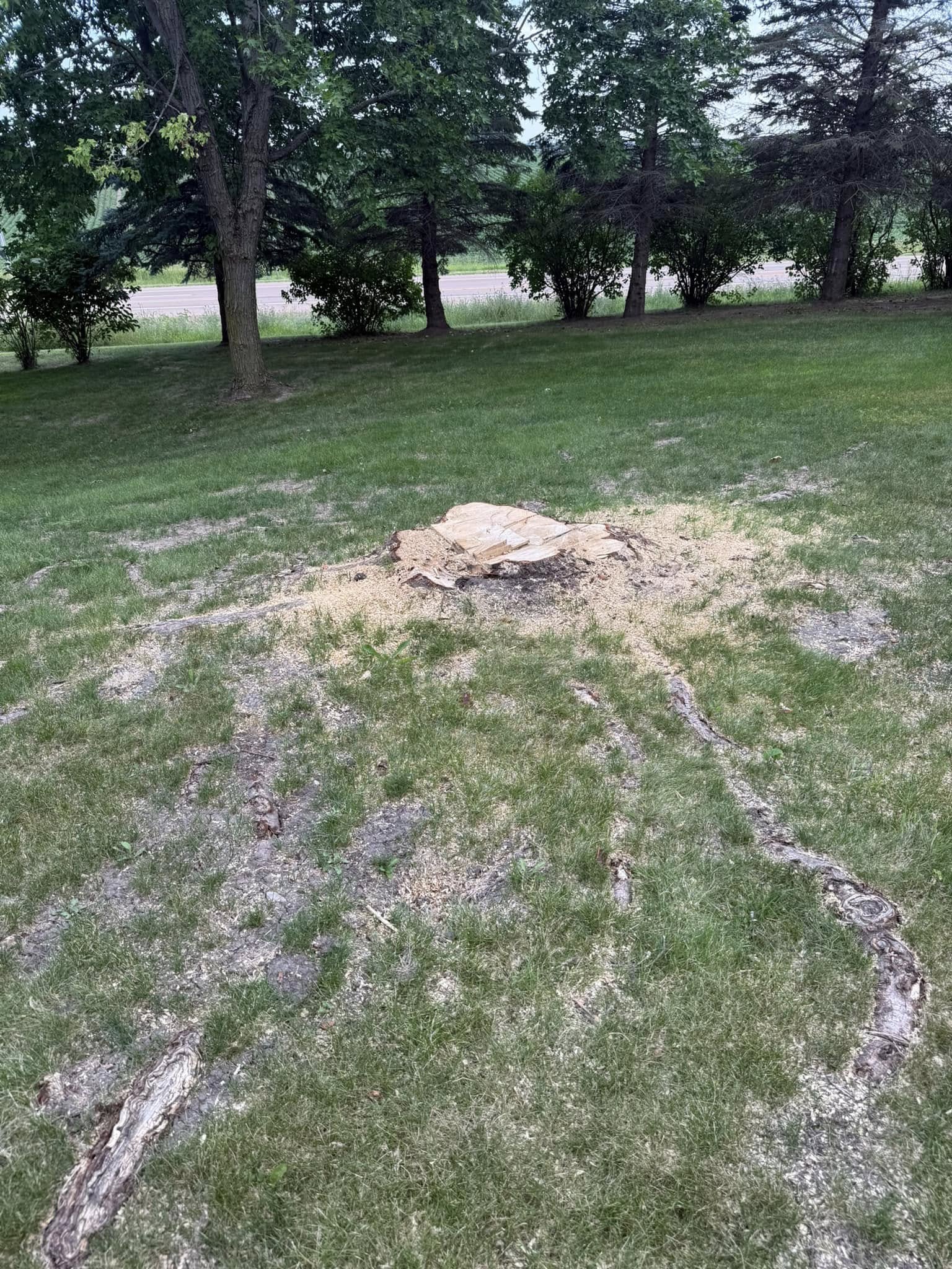 Before stump grinding — large stump with wide surface roots, Twin Cities east metro
