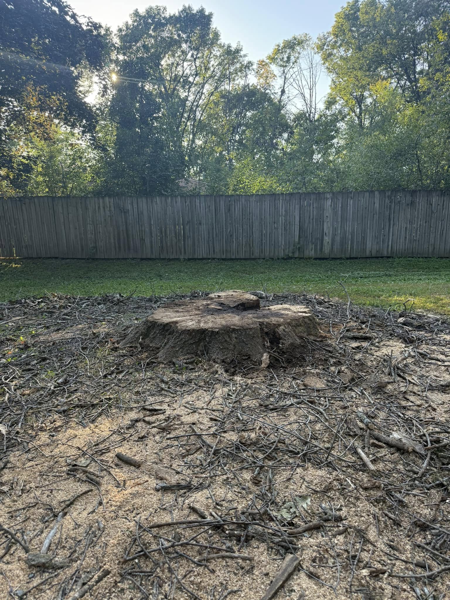 Before stump grinding — large stump with debris near fence line, Minnesota